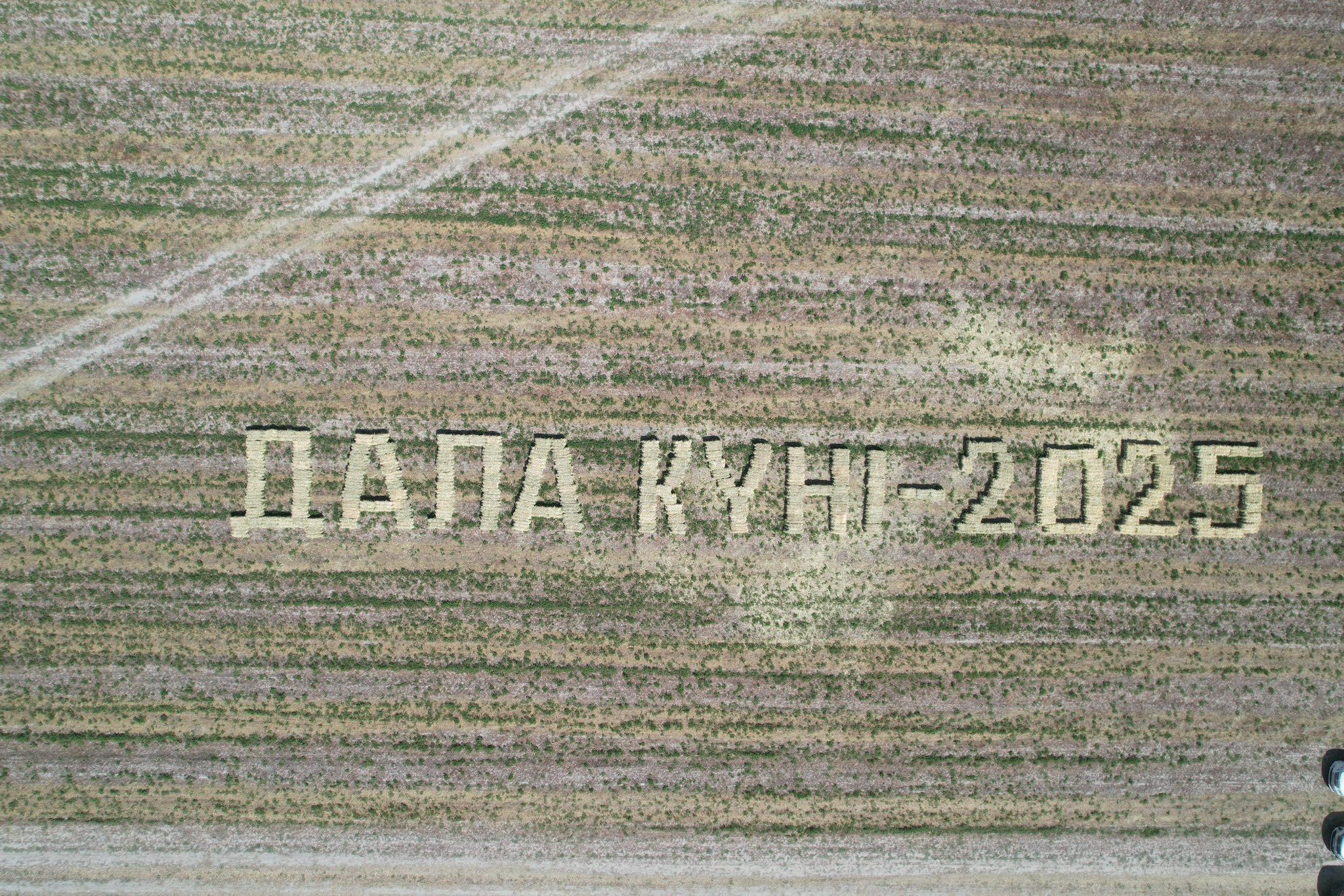 2 Дала күні – 2025 күрішке алғашқы орақ салу рәсімі өтті.jpg