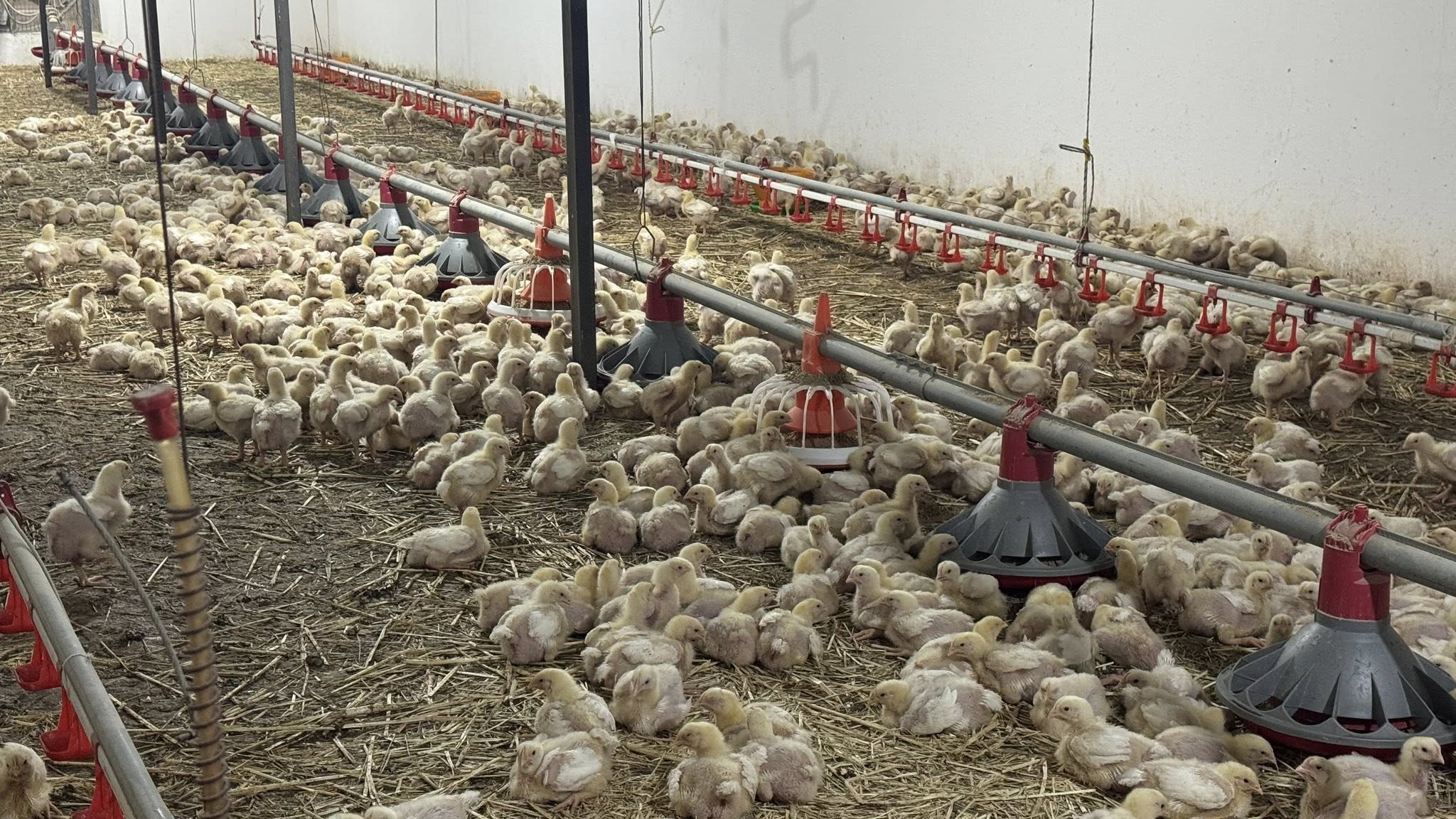 2Үкімет басшысының кеңесшісі Бесарық ауылының берекелі тіршілігімен танысты.jpg