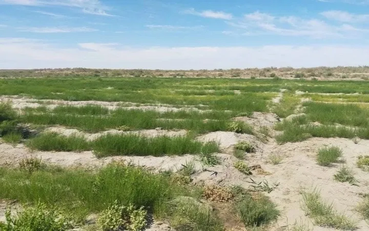 саксаул Арал  Фото: акимат Кызылординской области