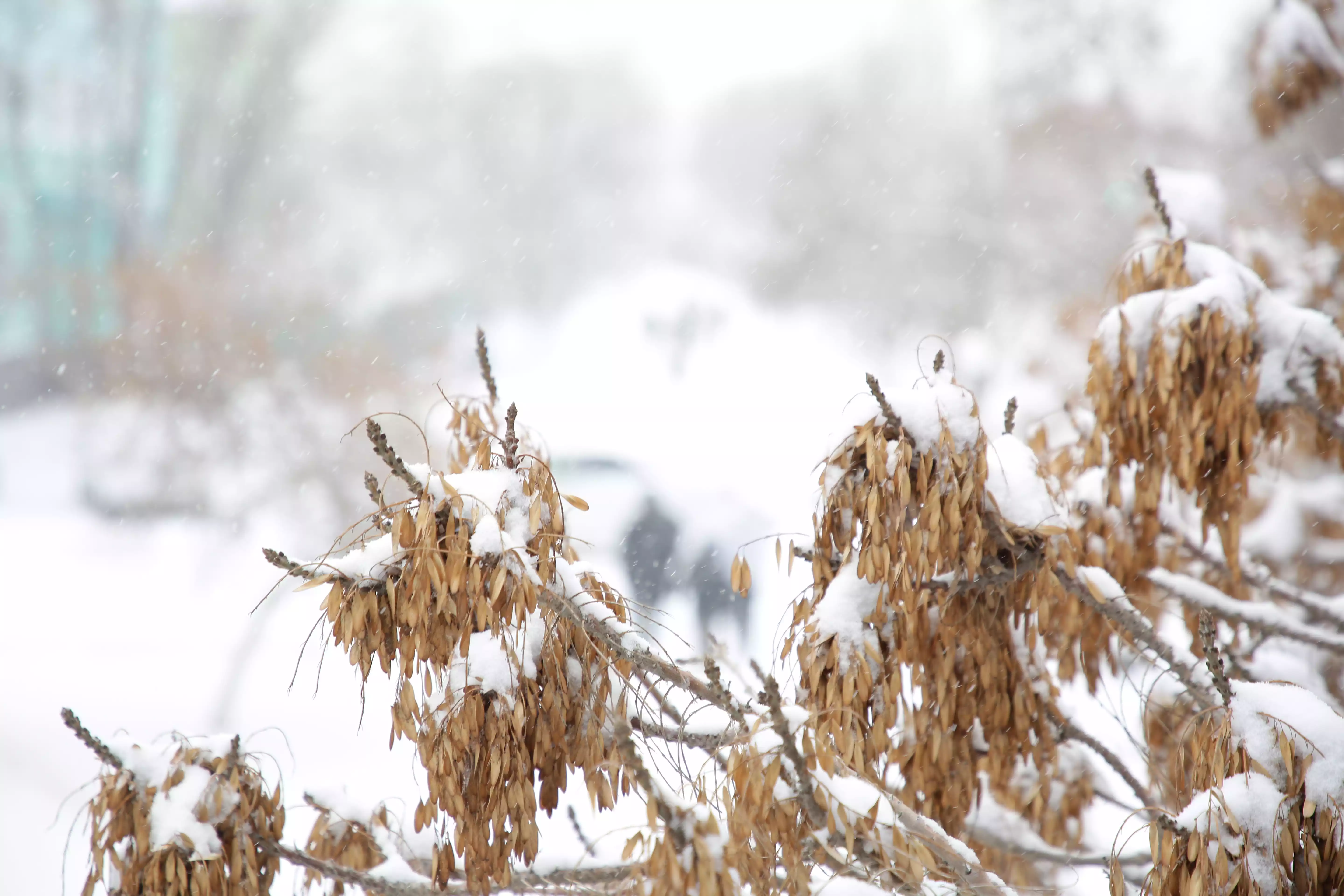 Фоторепортаж Снегопад в Кызылорде 3.webp