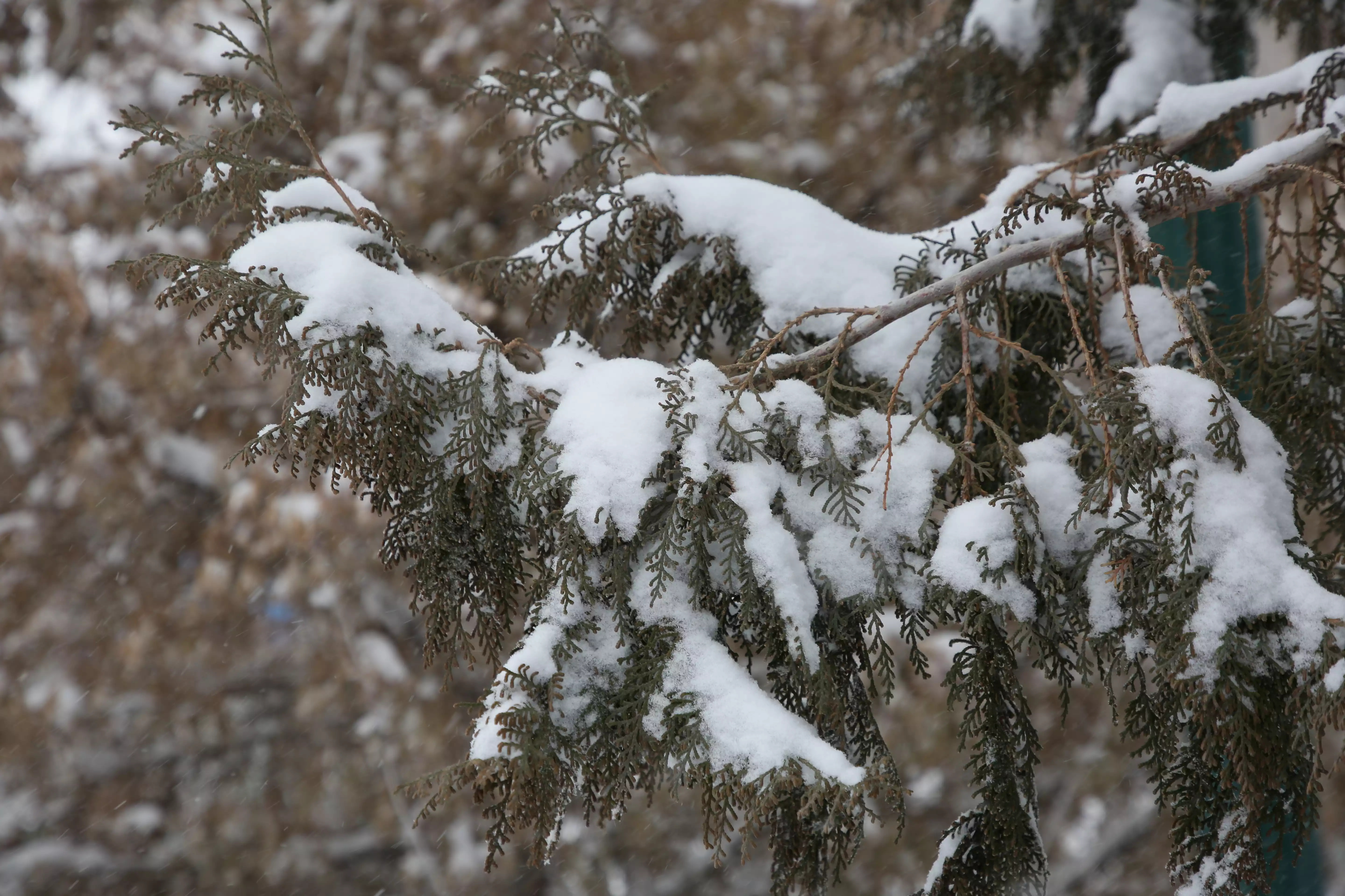 Фоторепортаж Снегопад в Кызылорде 8.webp