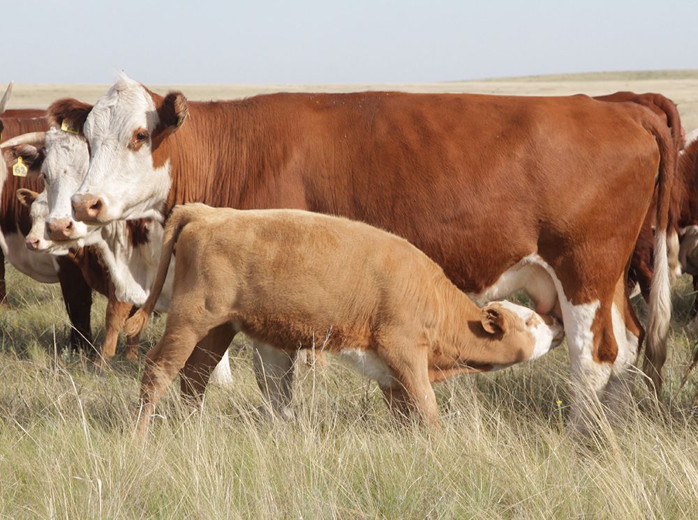 Крестьянское хозяйство в Нуринском районе (2).jpg