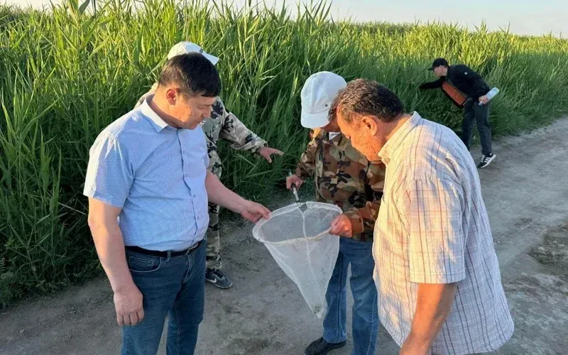 Саранча комитет госинпекции по Кызылординской области 3.jpg