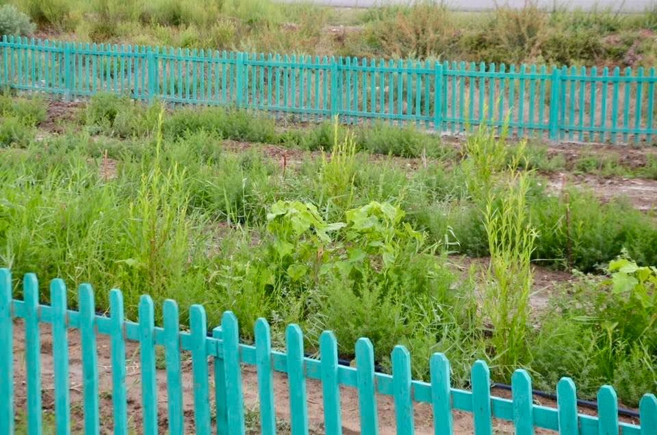 Шиелі көгалдандыру жұмыстары.jpg