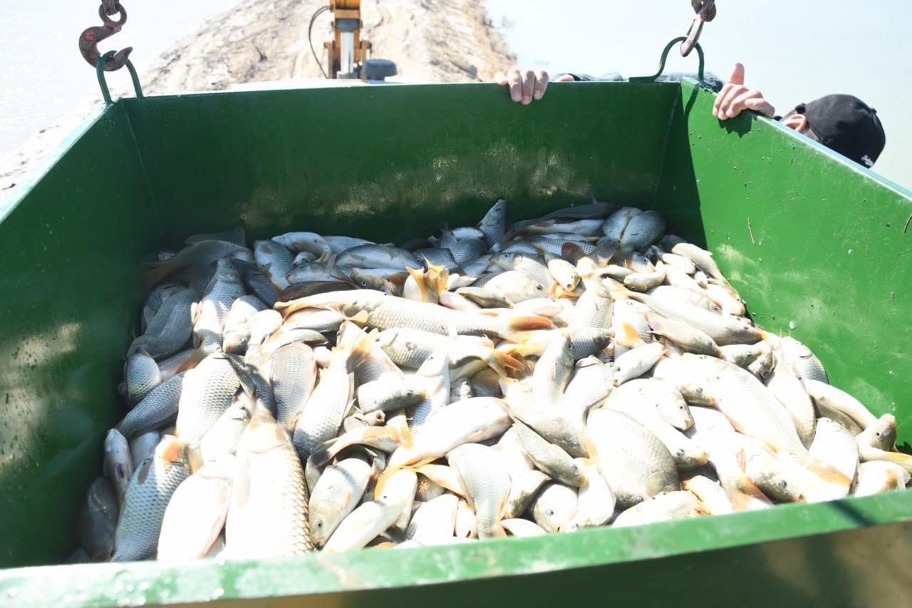 Қазалы балық 2.jpg