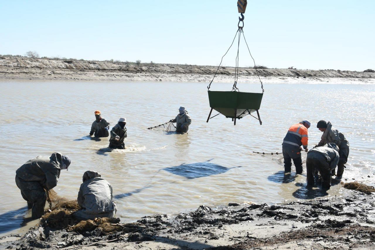 Қазалы балық.jpg