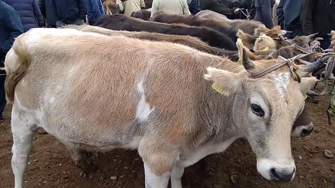 Мал видео. Мал базар. Рынок скота. Мал базар Кыргызстан.