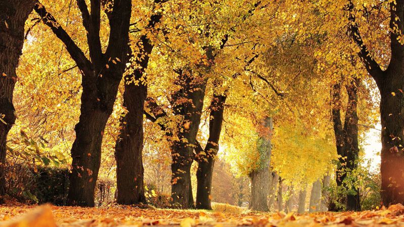 10 күндік ауа райы болжамы түркістан