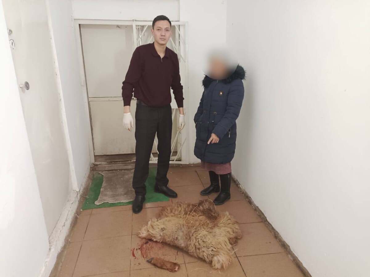 скот.jpg