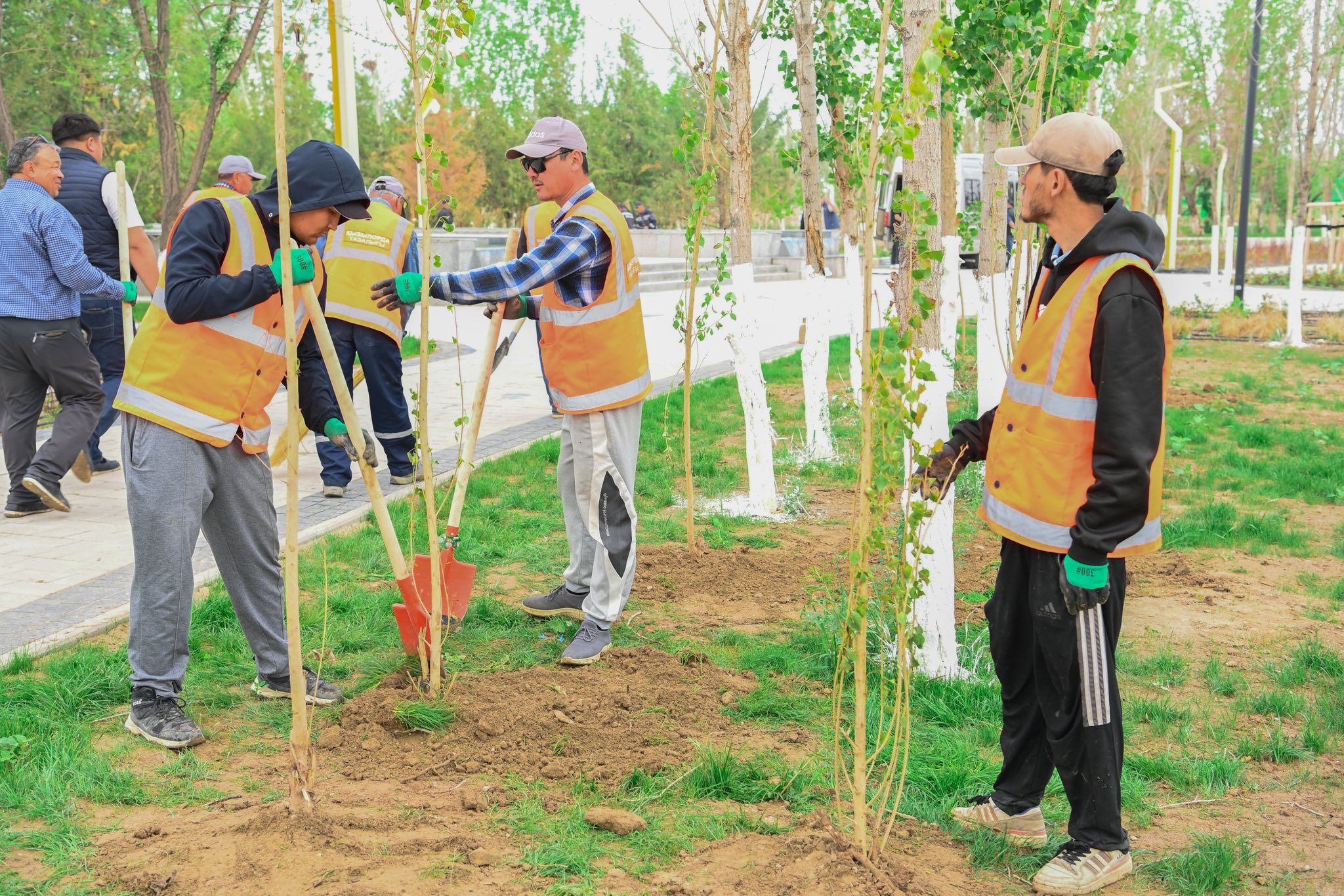 Қызылорда облысында 12 000 тал егілді.jpg